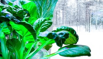 Plantui älypuutarhasta kurkottelevat vihannekset lampun lisäksi kohti ikkunan valoa.