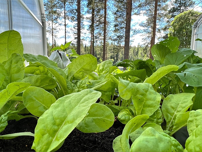 Minikasvihuoneessa kasvaa salaattia