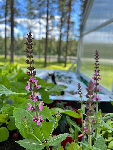 Salvia kukkii