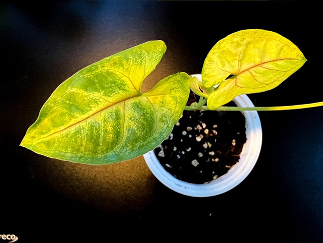 Syngonium Mango Allusion